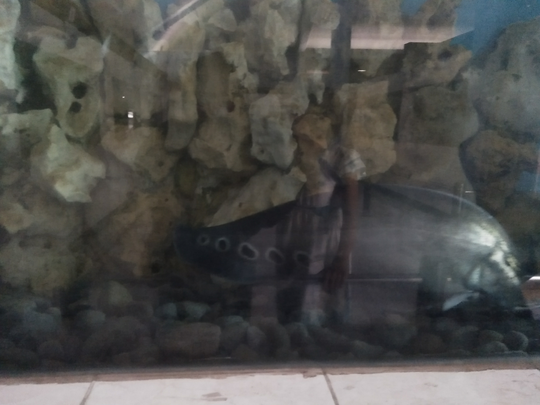 Mau Melihat Bermacam Ikan yang Harga Tiketnya Murah Kebangetan? Disini 500 Perak Saja