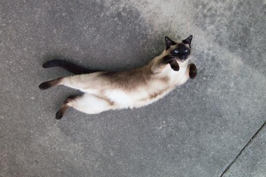 Sering Melihat Kucing Berguling? Ini Dia Alasan Di Balik Kegemarannya Tersebut!