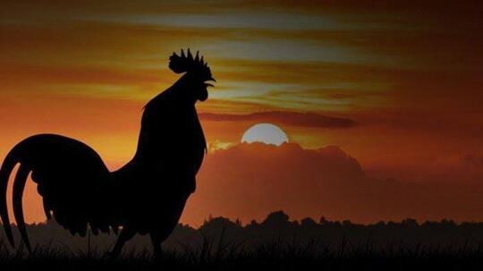 Kenapa Ayam Berkokok Saat Menjelang Fajar Tiba?