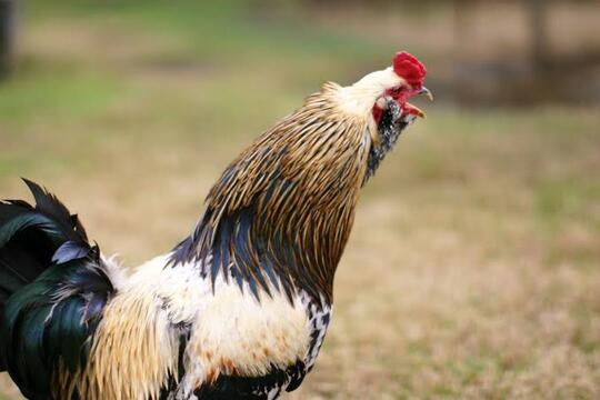 Kenapa Ayam Berkokok Saat Menjelang Fajar Tiba?