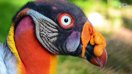 Burung Unik di Dunia Ini Membuat Melongo, Ada yang Paruhnya Mirip Sereal, Loh!