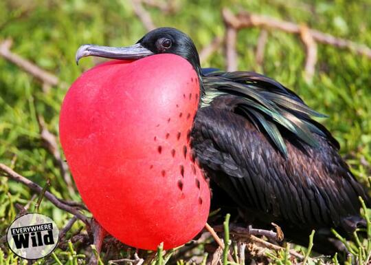 Burung Unik di Dunia Ini Membuat Melongo, Ada yang Paruhnya Mirip Sereal, Loh!