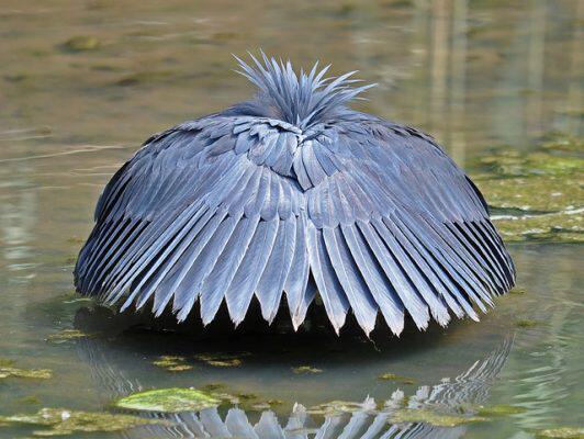 Burung Unik di Dunia Ini Membuat Melongo, Ada yang Paruhnya Mirip Sereal, Loh!