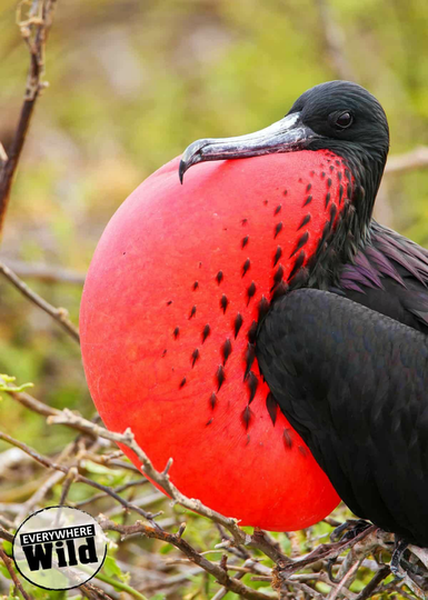 Burung Unik di Dunia Ini Membuat Melongo, Ada yang Paruhnya Mirip Sereal, Loh!