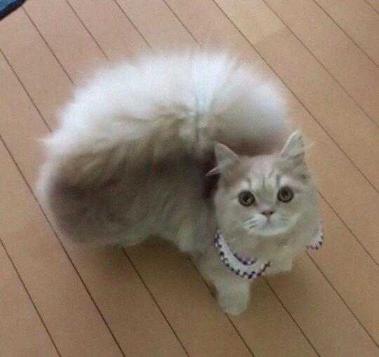 Bell, Kucing Napoleon Unik dengan Ekornya yang Tampak Seperti Ekor Tupai!