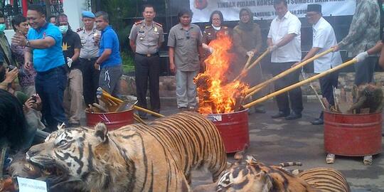 Perdagangan Satwa menjadi penyebab Punahnya Satwa liar di Indonesia