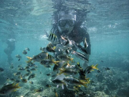 Nggak Kalah Dengan Bali & Lombok, Ini Dia 4 Spot Snorkeling Keren di Jogja