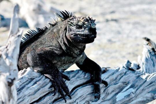 9 Hewan Langka Yang Hanya Hidup Di Kepulauan Galapagos Kaskus