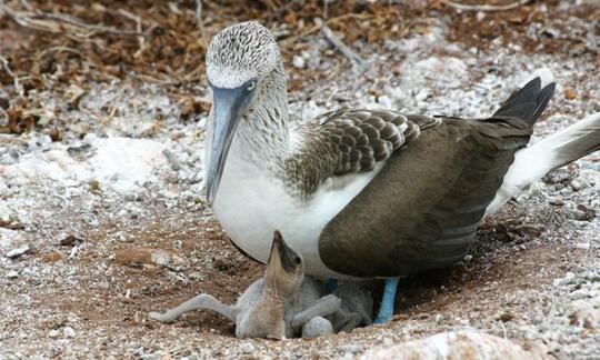 9 Hewan Langka Yang Hanya Hidup Di Kepulauan Galapagos Kaskus