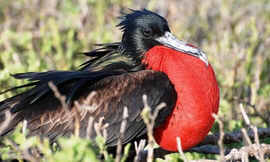 9 Hewan Langka Yang Hanya Hidup Di Kepulauan Galapagos Kaskus