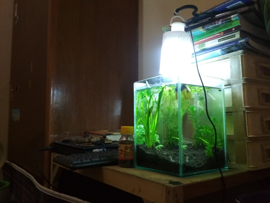 Aquascape Untuk Anak Kos Cuma 30ribu