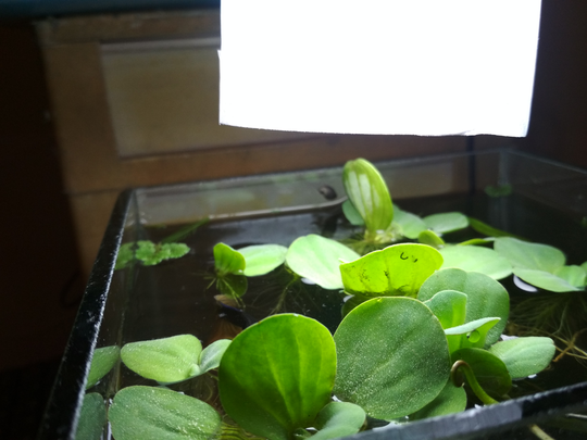 Aquascape Untuk Anak Kos Cuma 30ribu