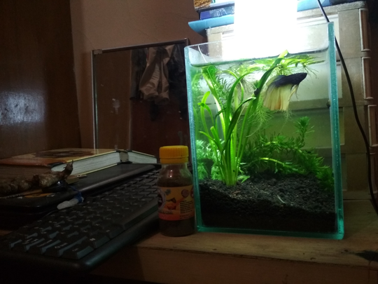 Aquascape Untuk Anak Kos Cuma 30ribu