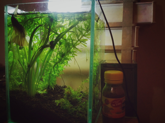 Aquascape Untuk Anak Kos Cuma 30ribu