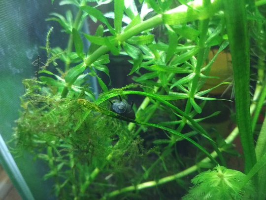 Aquascape Untuk Anak Kos Cuma 30ribu