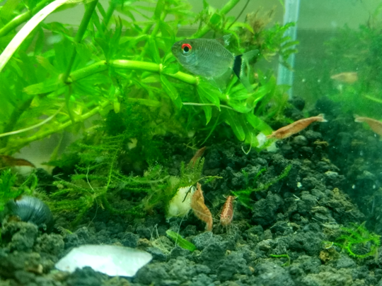 Aquascape Untuk Anak Kos Cuma 30ribu