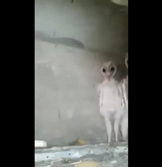 Bayi Burung Hantu Ini Sempat Membuat Heboh Netizen, Sekilas Terlihat Seperti Alien