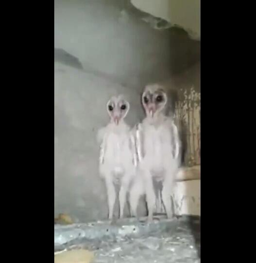 Bayi Burung Hantu Ini Sempat Membuat Heboh Netizen, Sekilas Terlihat Seperti Alien