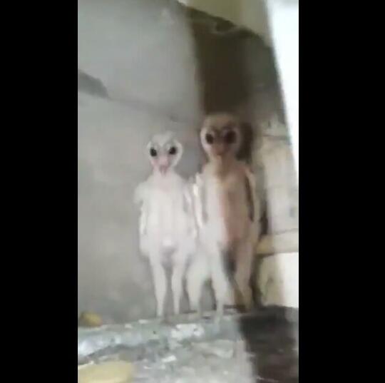 Bayi Burung Hantu Ini Sempat Membuat Heboh Netizen, Sekilas Terlihat Seperti Alien