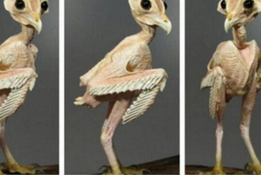 Bayi Burung Hantu Ini Sempat Membuat Heboh Netizen, Sekilas Terlihat Seperti Alien