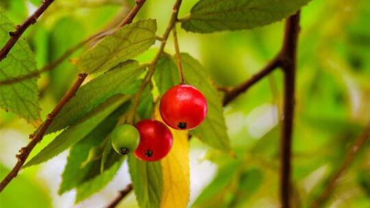 Ada Yang Belum Tau Buah Ini ? Yup, Kersen. Inilah Asal Muasal Dan Manfaatnya