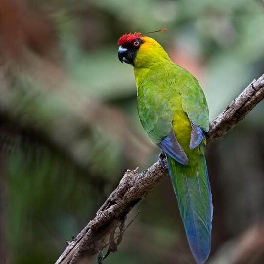 5 Burung Endemik Kaledonia Baru Perancis Yang Unik Dan Langka
