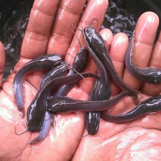 Cara Ternak Ikan Lele Yang Bikin Kita SUKSES