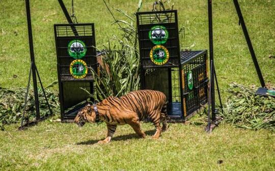 Harimau Bermunculan! Benarkah Tanda Gunung Akan Meletus, Atau Sekedar Disorientasi?