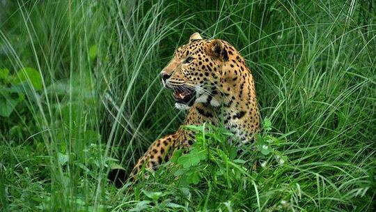 Harimau Bermunculan! Benarkah Tanda Gunung Akan Meletus, Atau Sekedar Disorientasi?