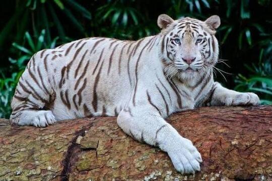 Harimau Bermunculan! Benarkah Tanda Gunung Akan Meletus, Atau Sekedar Disorientasi?