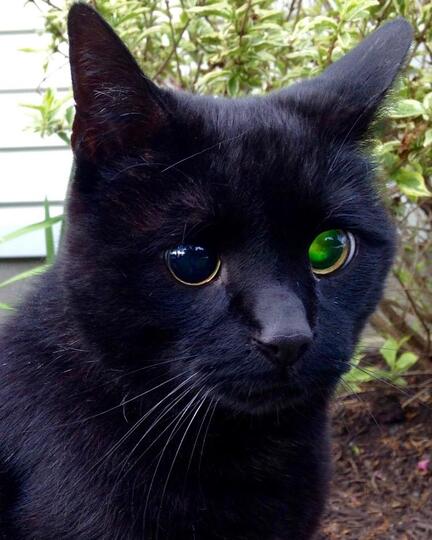 Fakta Menarik Seputar Odd Eye Kucing Dengan Mata Beda Warna Yang