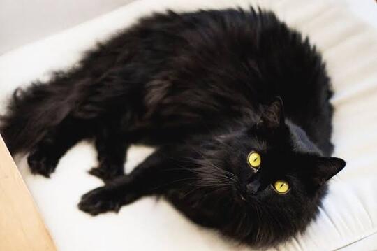 Tak Selamanya 'Khoceng Oren' Bar-Bar, Inilah Sifat Kucing Berdasarkan Warna Bulu!
