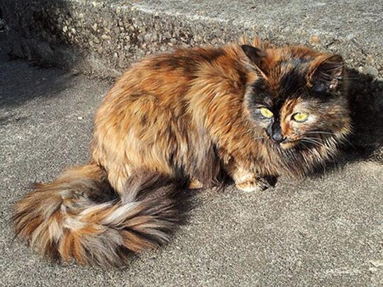Tak Selamanya 'Khoceng Oren' Bar-Bar, Inilah Sifat Kucing Berdasarkan Warna Bulu!