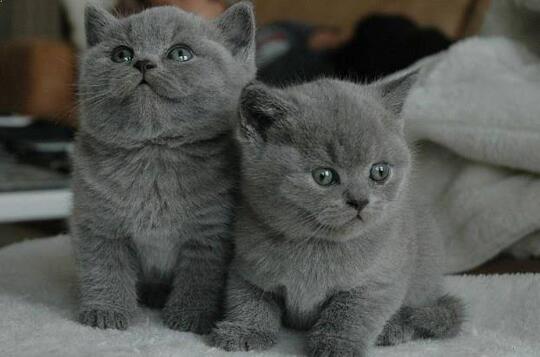 Tak Selamanya 'Khoceng Oren' Bar-Bar, Inilah Sifat Kucing Berdasarkan Warna Bulu!