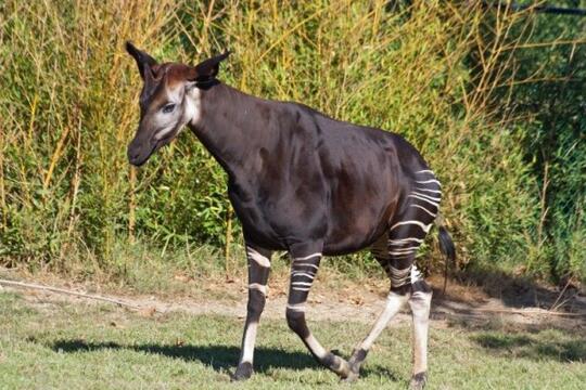 5 Fakta Menarik Okapi Hewan Mirip Zebra Yang Terancam Punah Kaskus