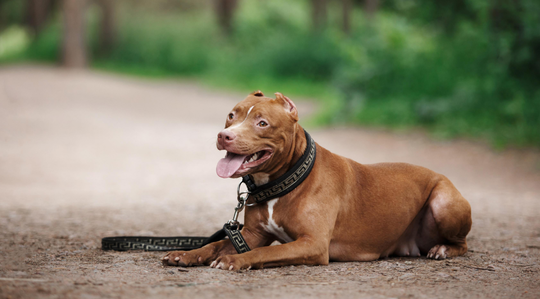 Ngeri Anjing Pitbull Menyerang Manusia Lagi Kaskus