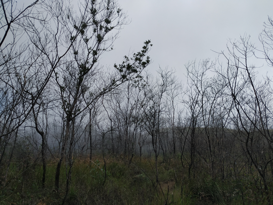 SABANANYA FANTASTIS - PENDAKIAN GUNUNG SUMBING VIA BOWONGSO 23-24 NOVEMBER 2019