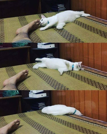 Kucing Milenial, Gayanya Bikin Gregetan, Yang Gak Suka Kucing Jangan Lihat Ya!