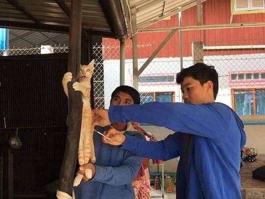 Kucing Milenial, Gayanya Bikin Gregetan, Yang Gak Suka Kucing Jangan Lihat Ya!