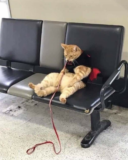 Kucing Milenial, Gayanya Bikin Gregetan, Yang Gak Suka Kucing Jangan Lihat Ya!