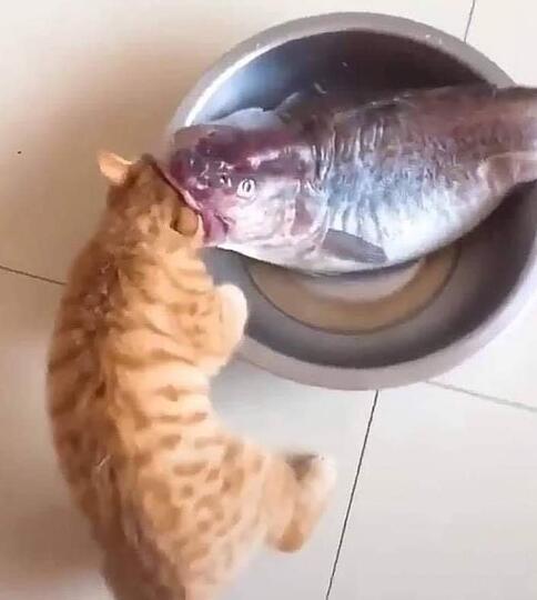 Kucing Milenial, Gayanya Bikin Gregetan, Yang Gak Suka Kucing Jangan Lihat Ya!