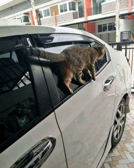 Kucing Milenial, Gayanya Bikin Gregetan, Yang Gak Suka Kucing Jangan Lihat Ya!
