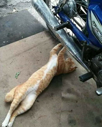 Kucing Milenial, Gayanya Bikin Gregetan, Yang Gak Suka Kucing Jangan Lihat Ya!