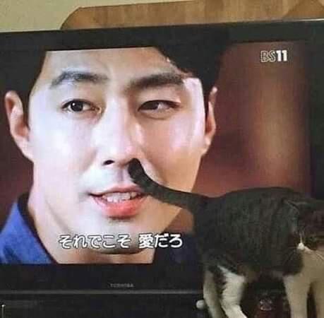 Kucing Milenial, Gayanya Bikin Gregetan, Yang Gak Suka Kucing Jangan Lihat Ya!