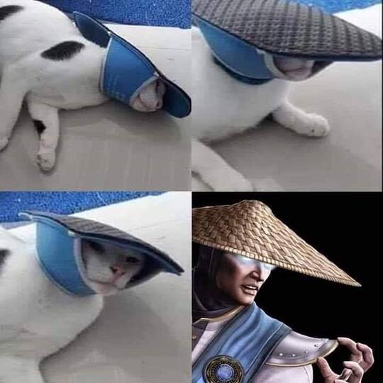 Kucing Milenial, Gayanya Bikin Gregetan, Yang Gak Suka Kucing Jangan Lihat Ya!