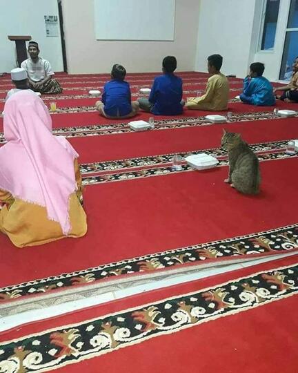 Kucing Milenial, Gayanya Bikin Gregetan, Yang Gak Suka Kucing Jangan Lihat Ya!