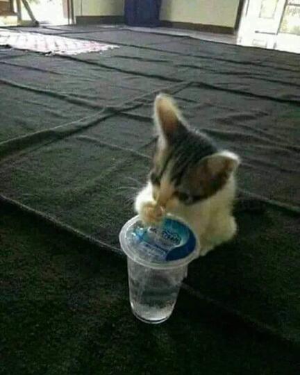 Kucing Milenial, Gayanya Bikin Gregetan, Yang Gak Suka Kucing Jangan Lihat Ya!