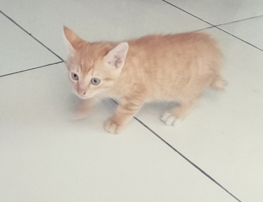 Kucing Milenial, Gayanya Bikin Gregetan, Yang Gak Suka Kucing Jangan Lihat Ya!
