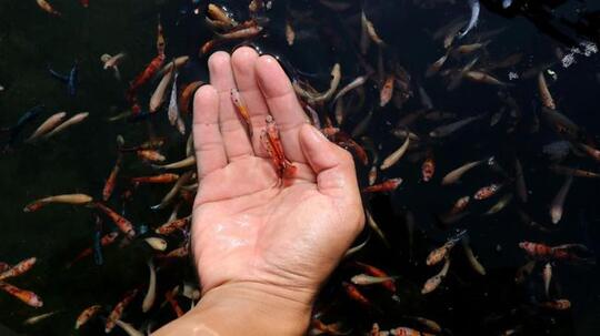 Waaah Ternyata ini Lho Kekacauan yang Akan Timbul Jika Nyamuk Punah dari Muka Bumi