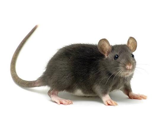 Yuk, Usir Tikus dengan Kantong Teh Celup! Ampuh